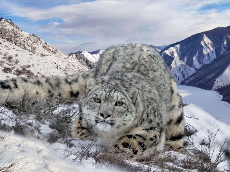 Лежка снежного леопарда